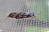 Coscinia cribraria cribraria