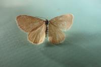 Minoa murinata