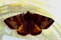 Euclidia glyphica