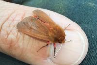 Phragmatobia fuliginosa