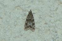 Eudonia mercurella