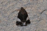 Tyta luctuosa