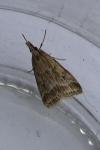 Eudonia pallida