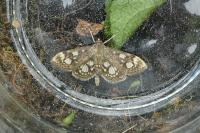 Anania coronata