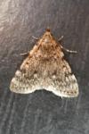Aglossa pinguinalis