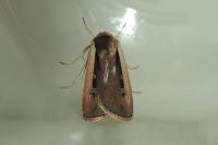 Ochropleura leucogaster