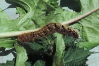 Lasiocampa quercus quercus