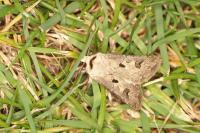Agrotis exclamationis exclamationis
