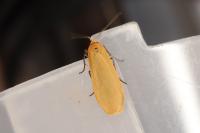 Wittia sororcula