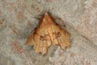 Selenia lunularia
