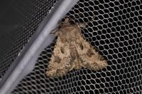 Anarta sodae