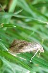 Evergestis forficalis