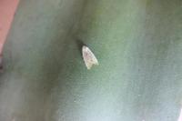 Earias vernana