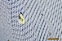 Cilix glaucata/hispanica
