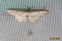 Hypomecis punctinalis