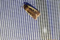 Ochropleura plecta