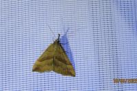 Hypena proboscidalis