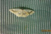Cyclophora annularia
