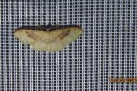 Idaea degeneraria