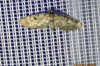 Eupithecia tantillaria