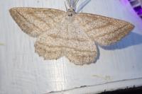 Perconia strigillaria