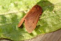 Phragmatobia fuliginosa
