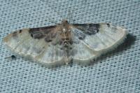 Idaea filicata