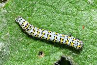 Cucullia verbasci