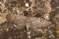 Eupithecia intricata