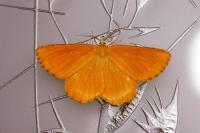 Angerona prunaria