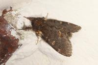 Notodonta dromedarius
