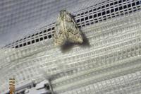Nola confusalis