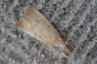 Calamotropha paludella