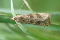 Nomophila noctuella