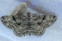 Peribatodes rhomboidaria rhomboidaria