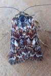 Anarta myrtilli