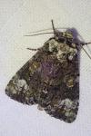 Craniophora ligustri
