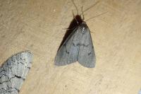 Apaidia mesogona