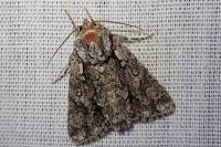 Acronicta auricoma
