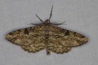 Peribatodes rhomboidaria rhomboidaria
