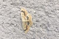 Cyclophora annularia