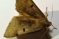 Minucia lunaris