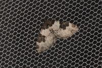 Xanthorhoe fluctuata