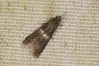 Elegia similella