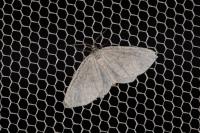 Asthena albulata