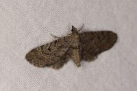 Eupithecia intricata