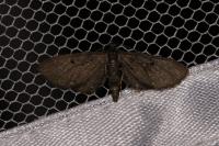 Eupithecia assimilata