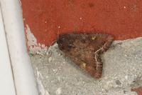 Lacanobia oleracea