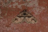 Pareulype berberata berberata