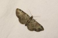 Pasiphila chloerata